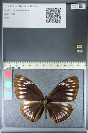 Media type: image;   Entomology 160644